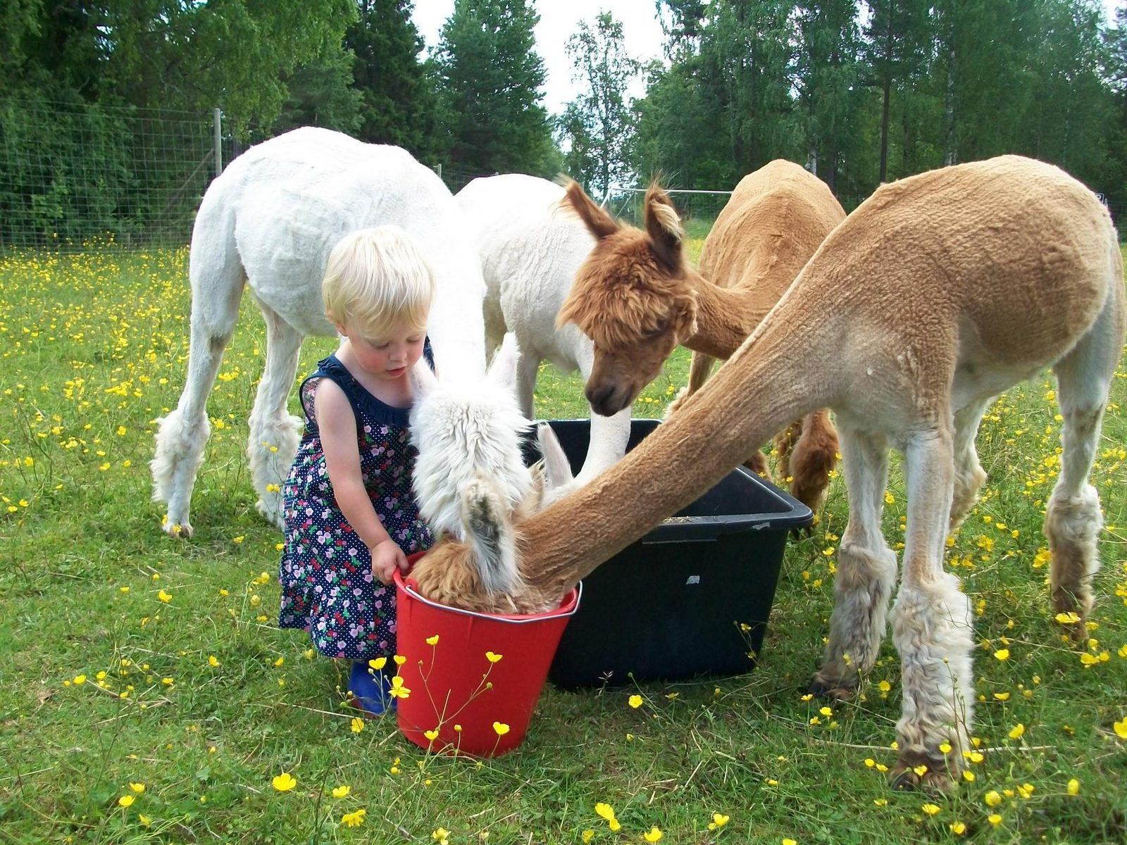 Mochica Alpacas