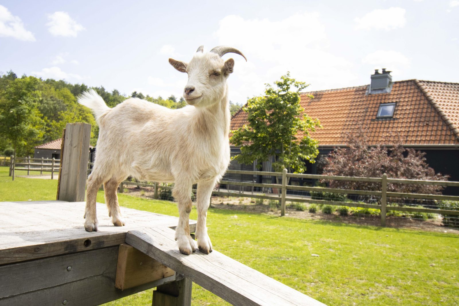 Kinderboerderij Warredal