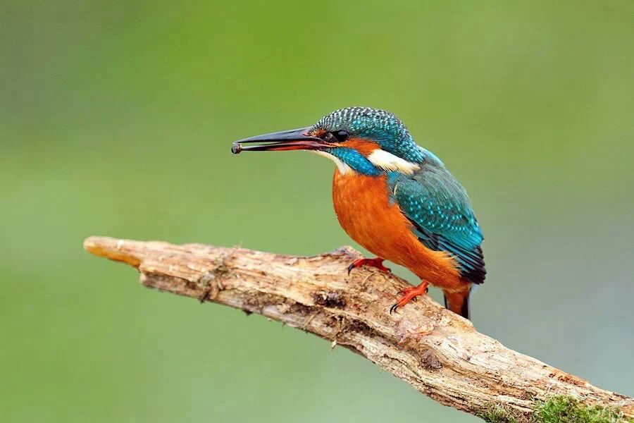 Kingfisher - small color spectacle