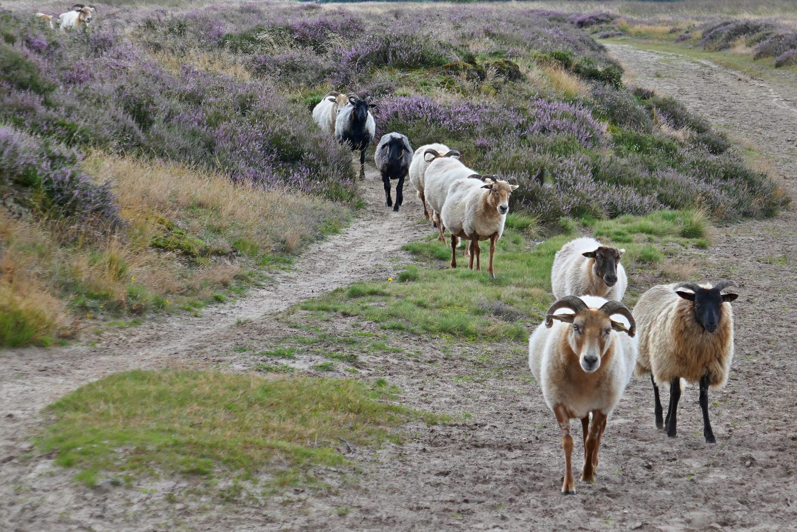  SHEEP HERDING GELDINGS | SHEEP WATCHING