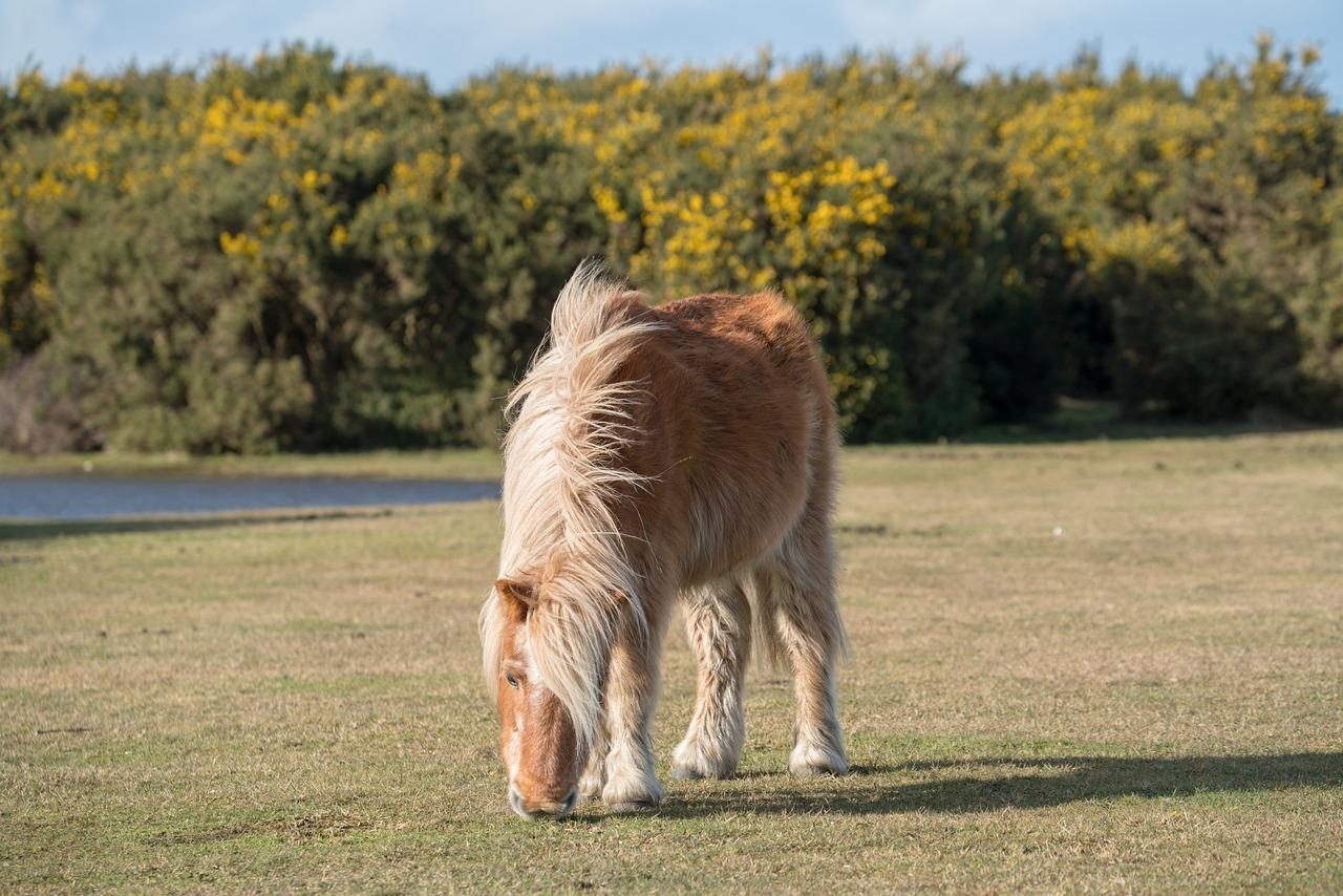 Hiking with ponies