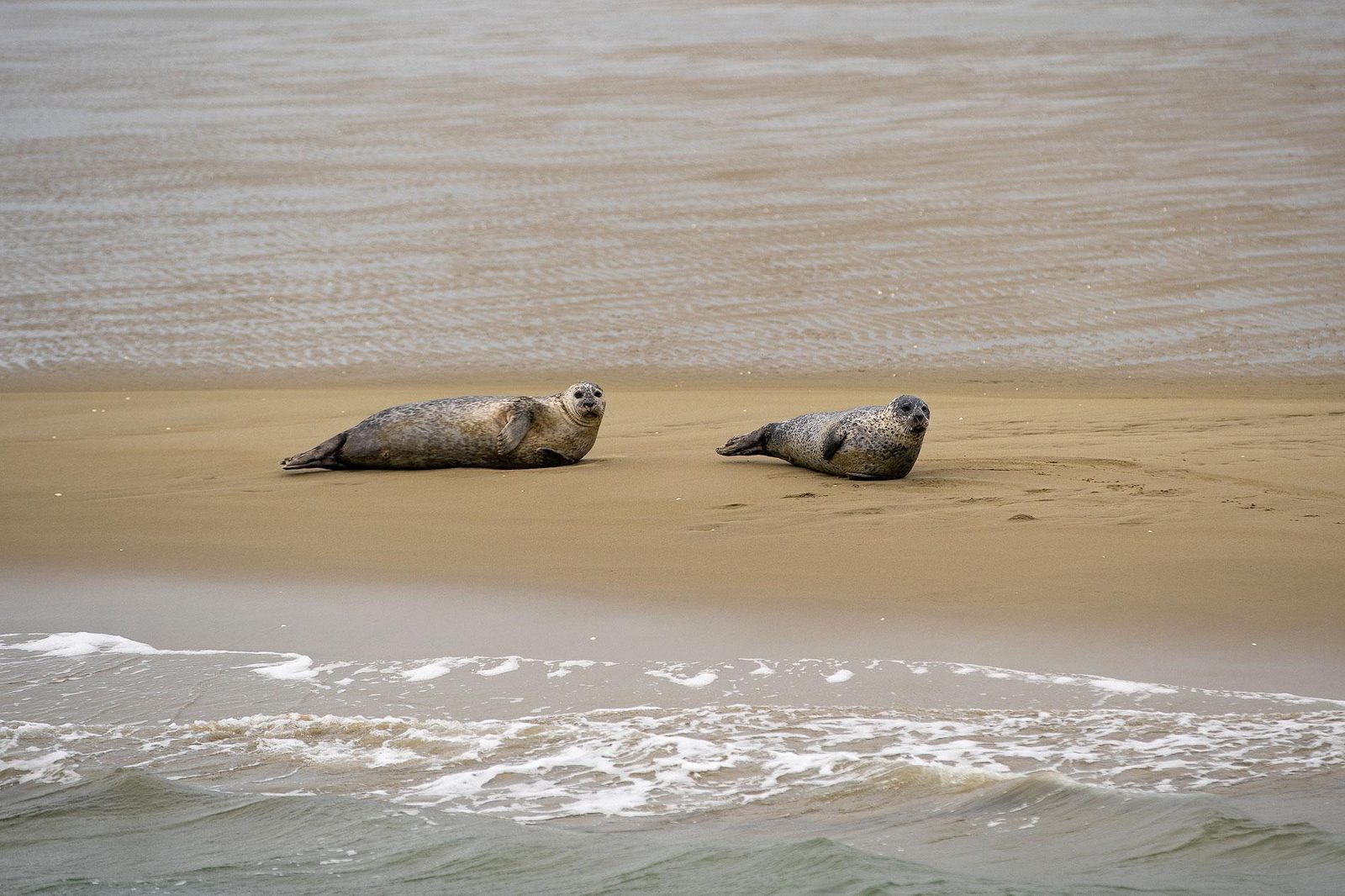 Seal spotting Zeeland