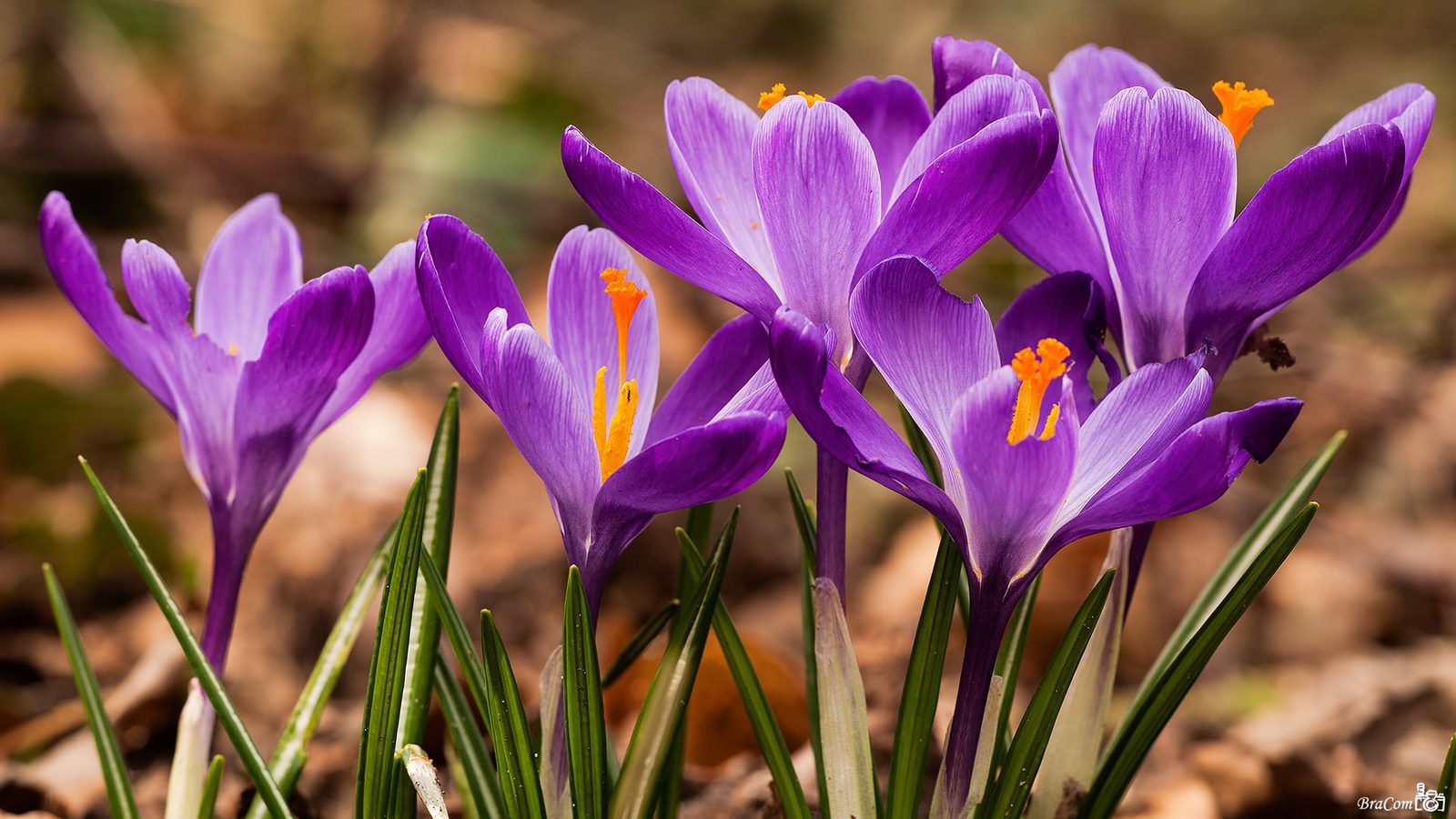 Frühjahrsferien (Spring break)