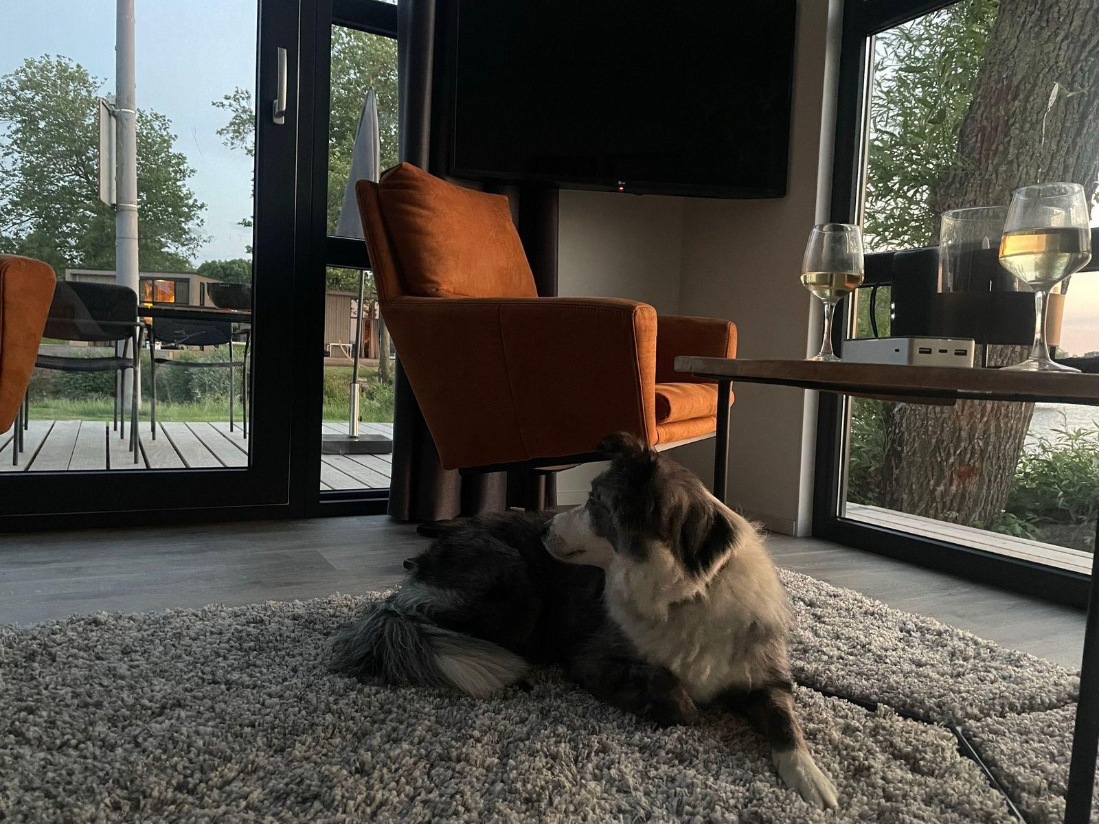 honden