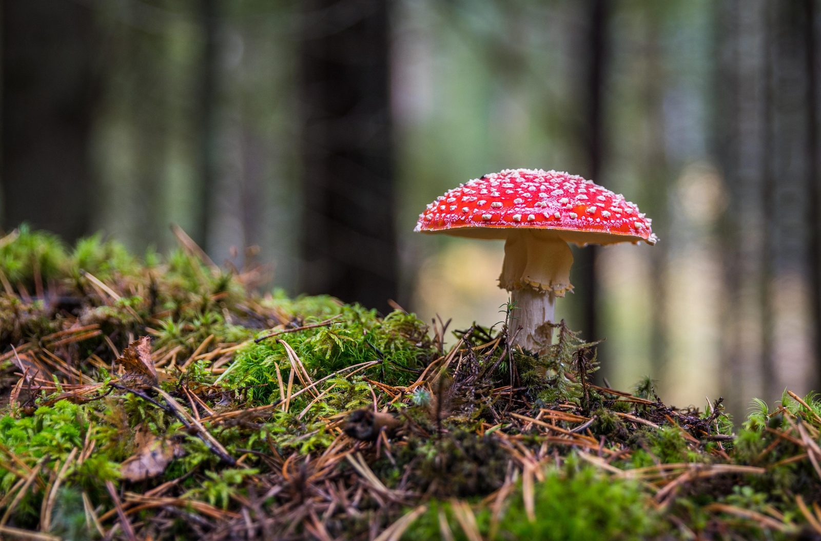 Herfst, de meest kleurrijke tijd van het jaar!