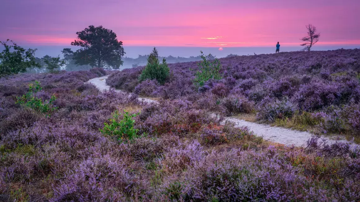 Top 10 heideroutes - Paarse Pracht