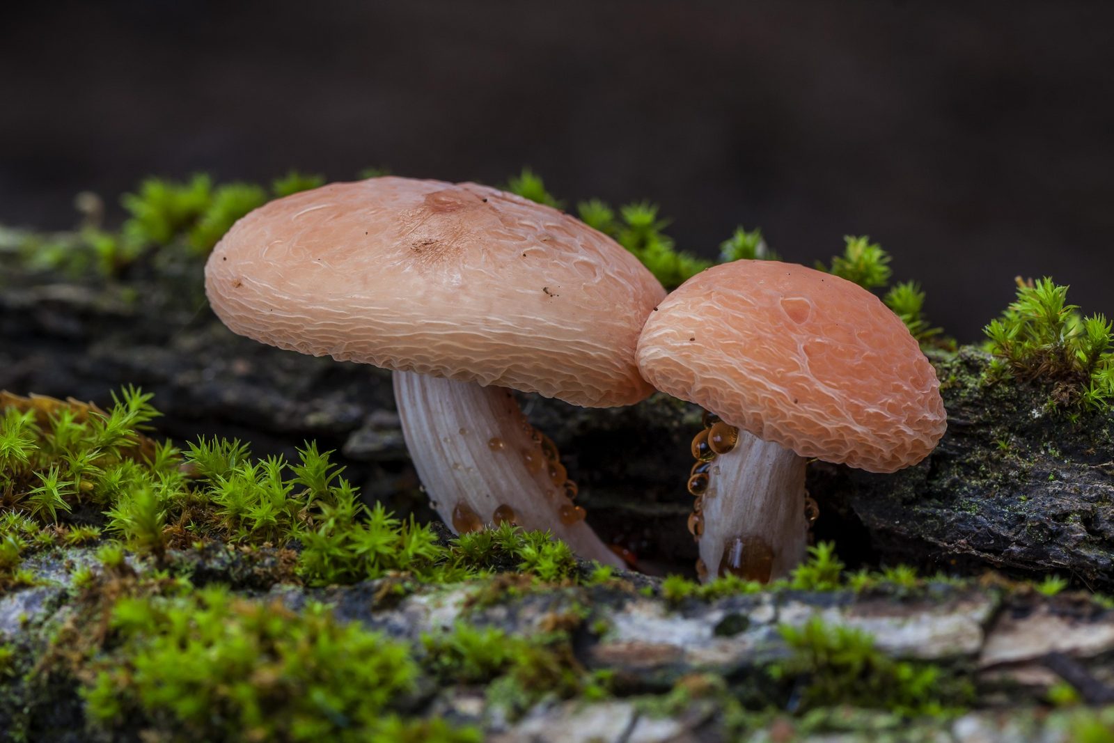 Herfst rondleiding 'Paddenstoelen'