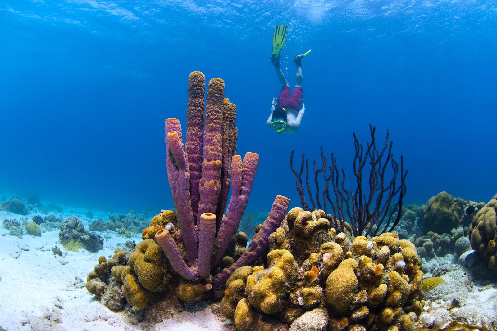 Snorkelen Curaçao