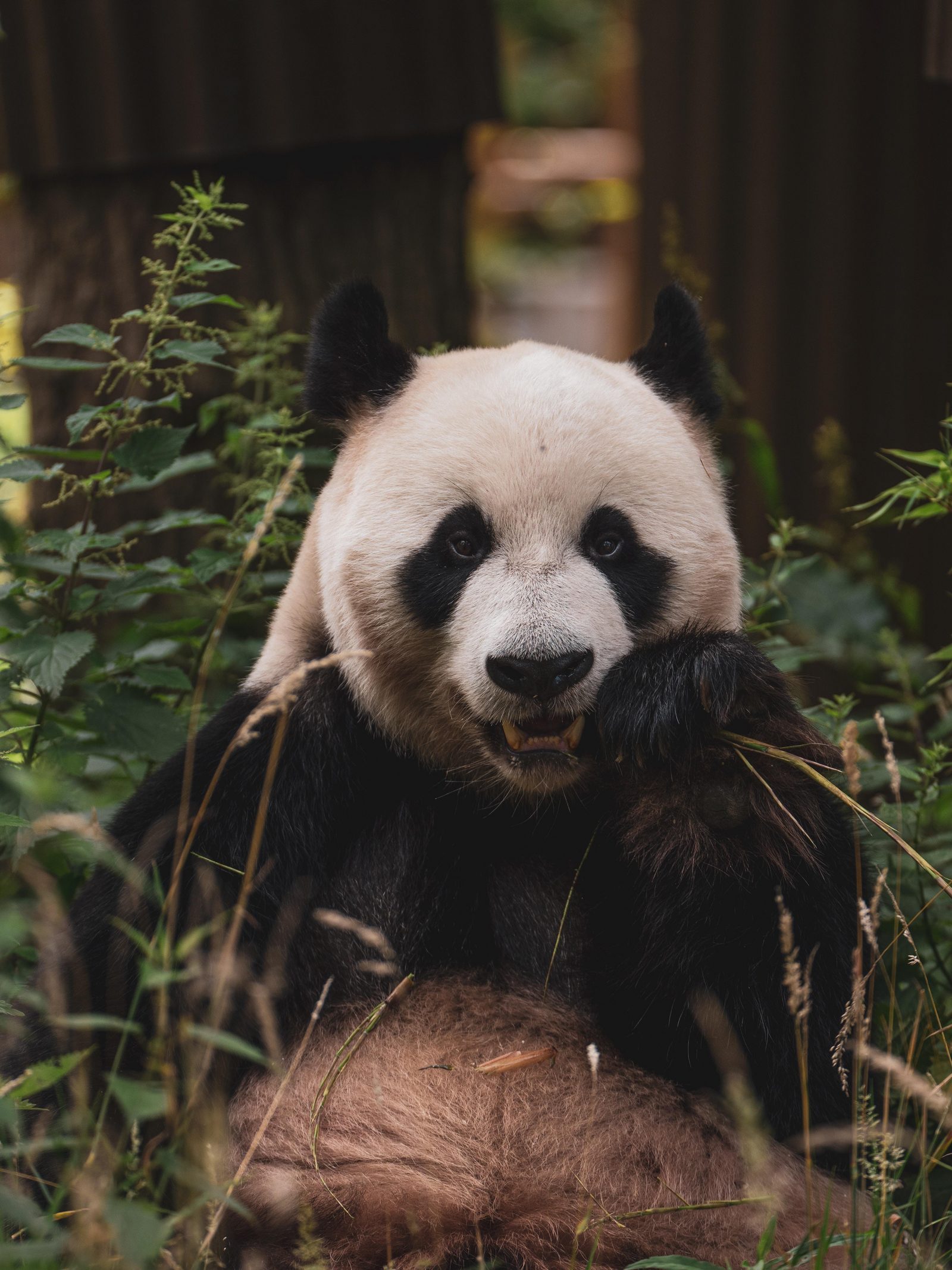 Ouwehands Dierenpark