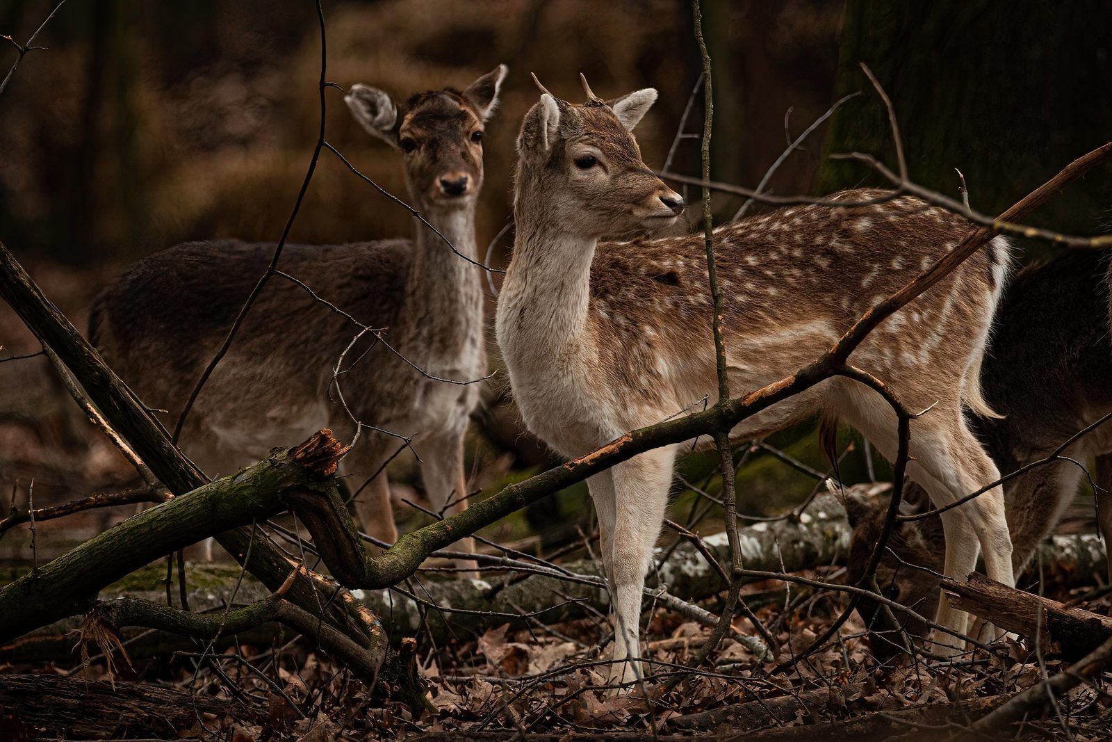 De Hoge Veluwe National Park