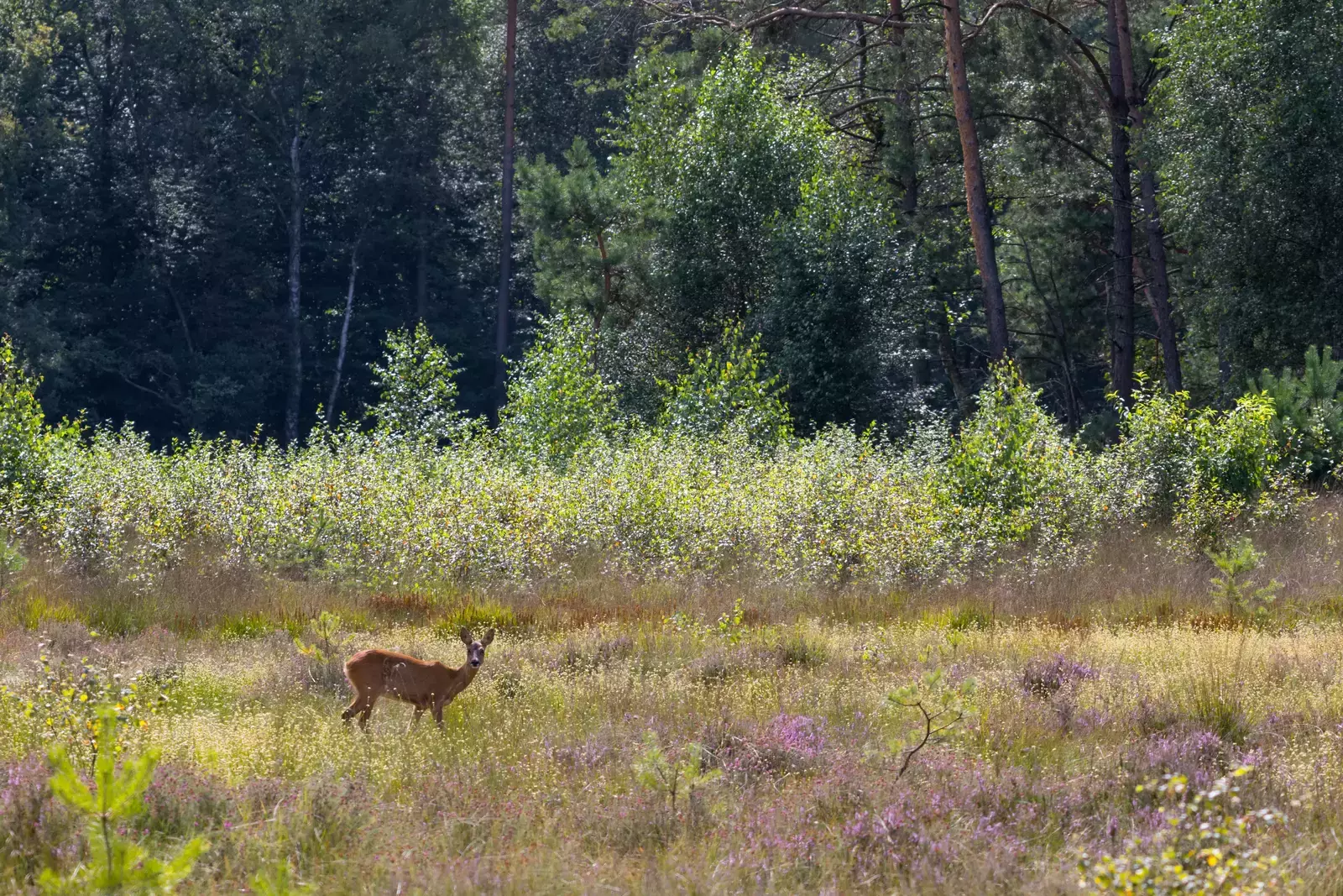 Utrecht Hill Ridge