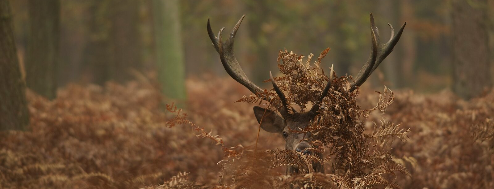 Veluwe