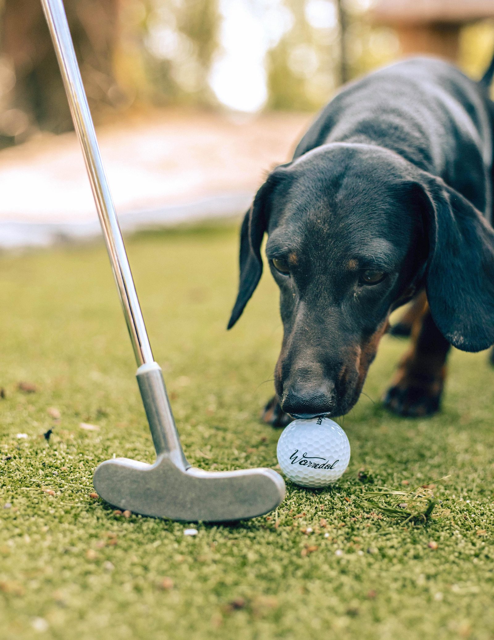 Mini-golf en forêt