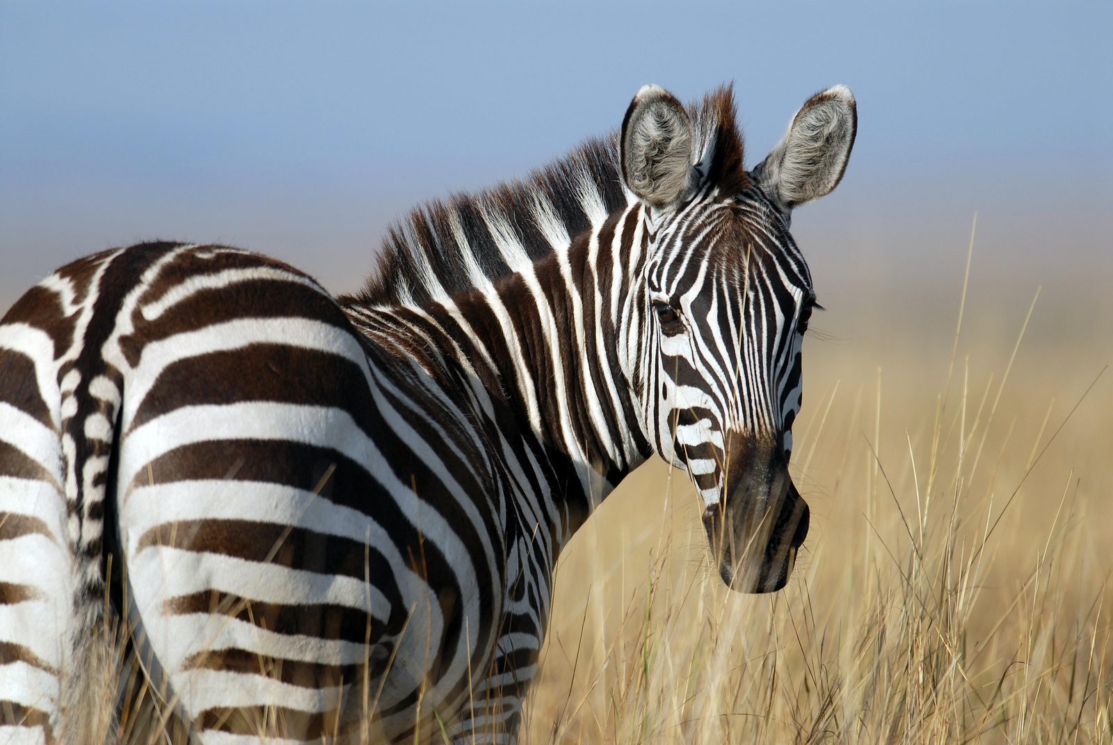 Dierentuin