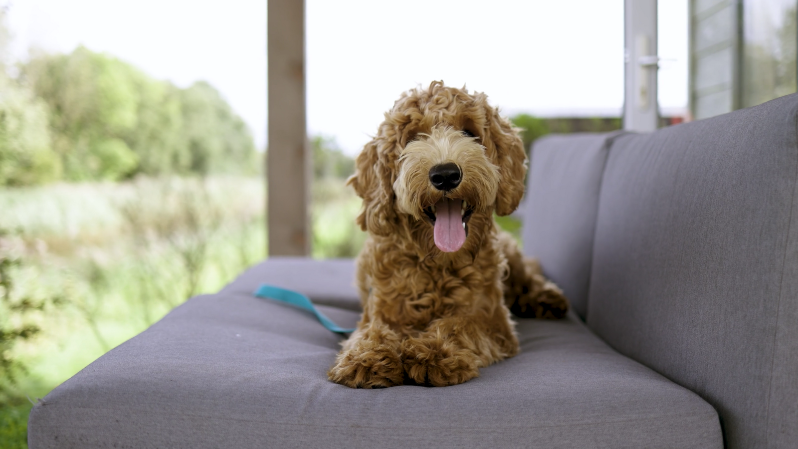 Vakantie met hond Nederland