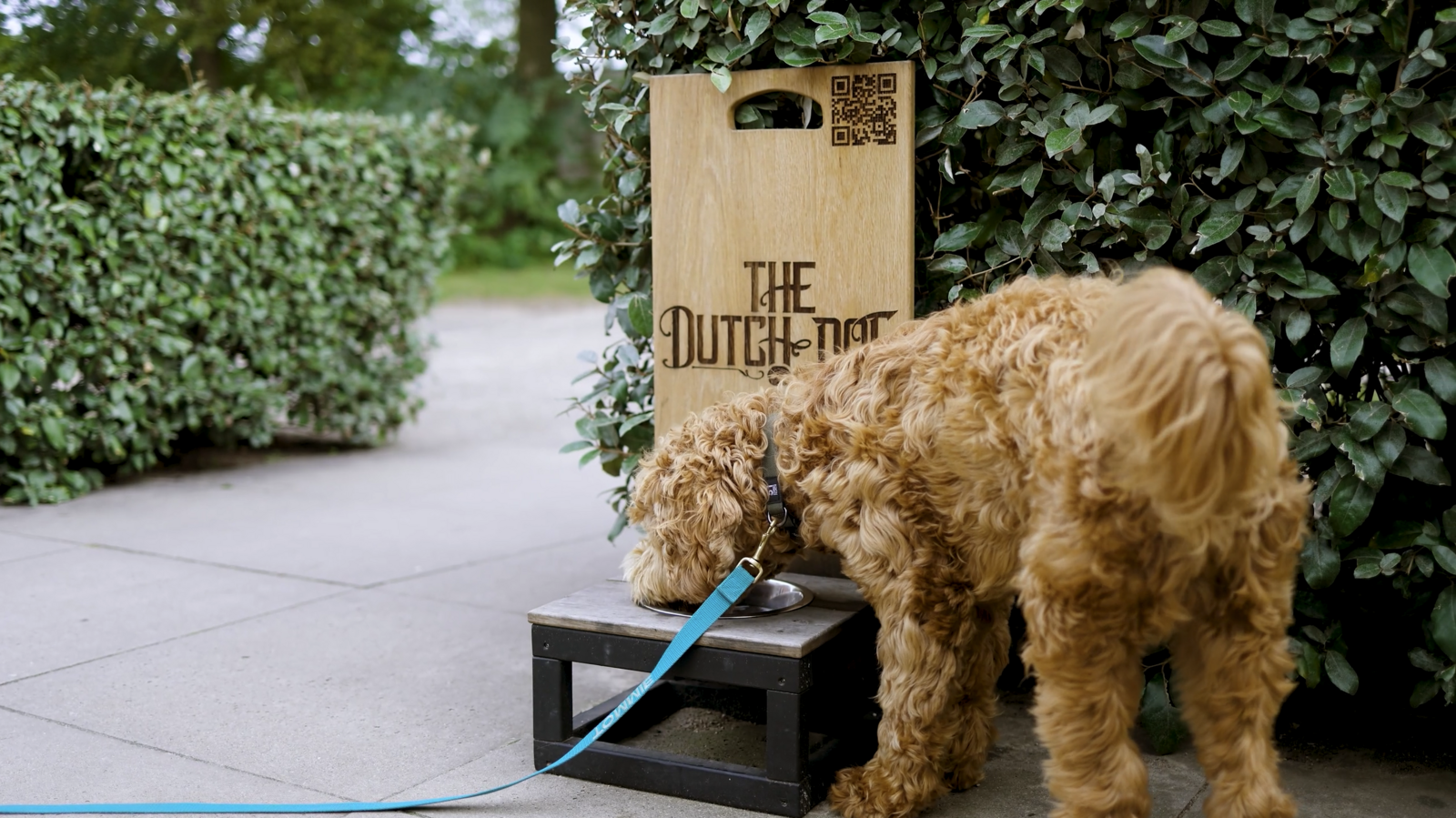 Vakantie met hond Nederland