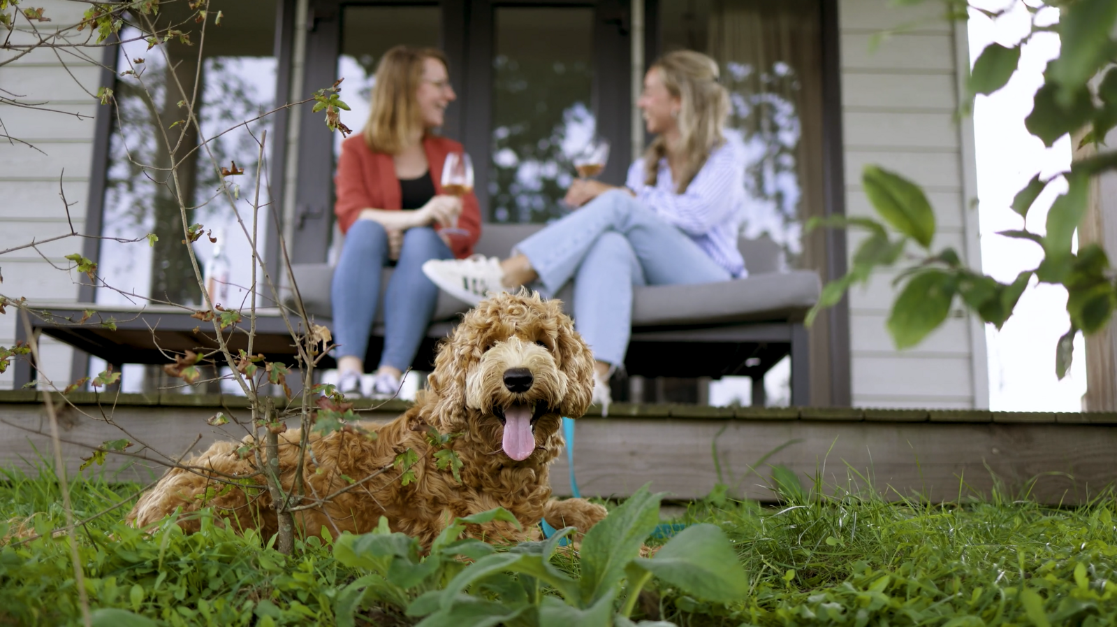 Vakantie met hond Nederland