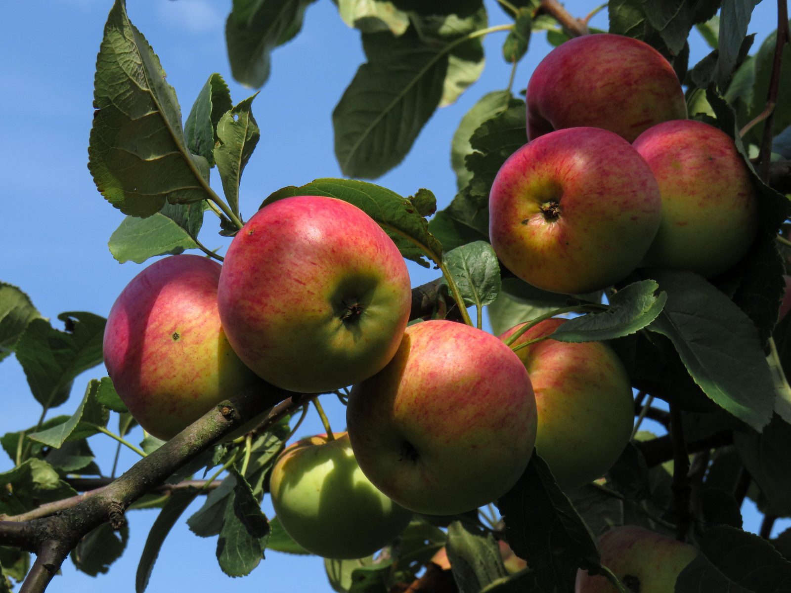 Sapjes en ciders van de boer