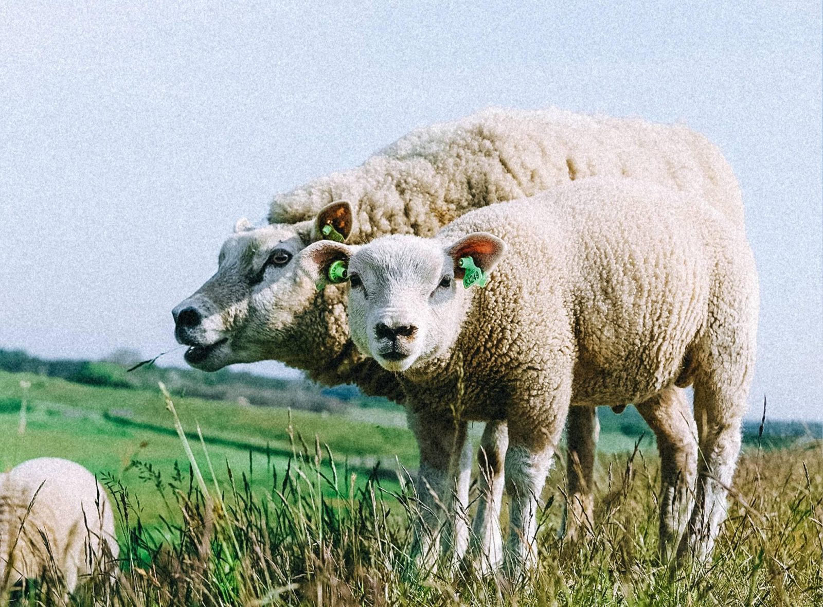 Schapen