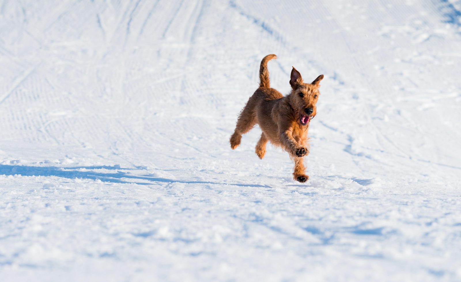 camping tirol met hond