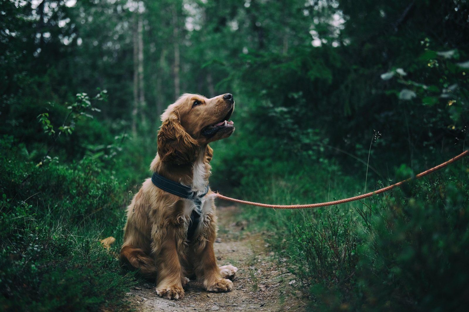 Luxurious holiday home with dog