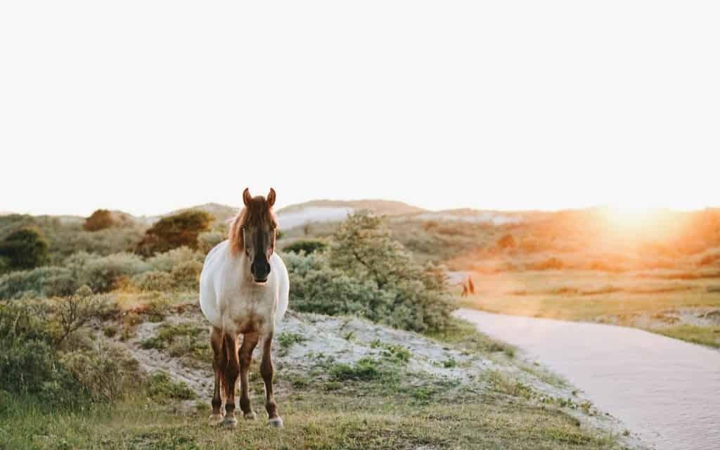 Natuur