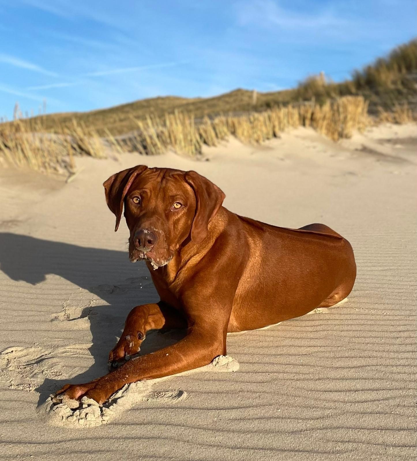 Op vakantie met je hond