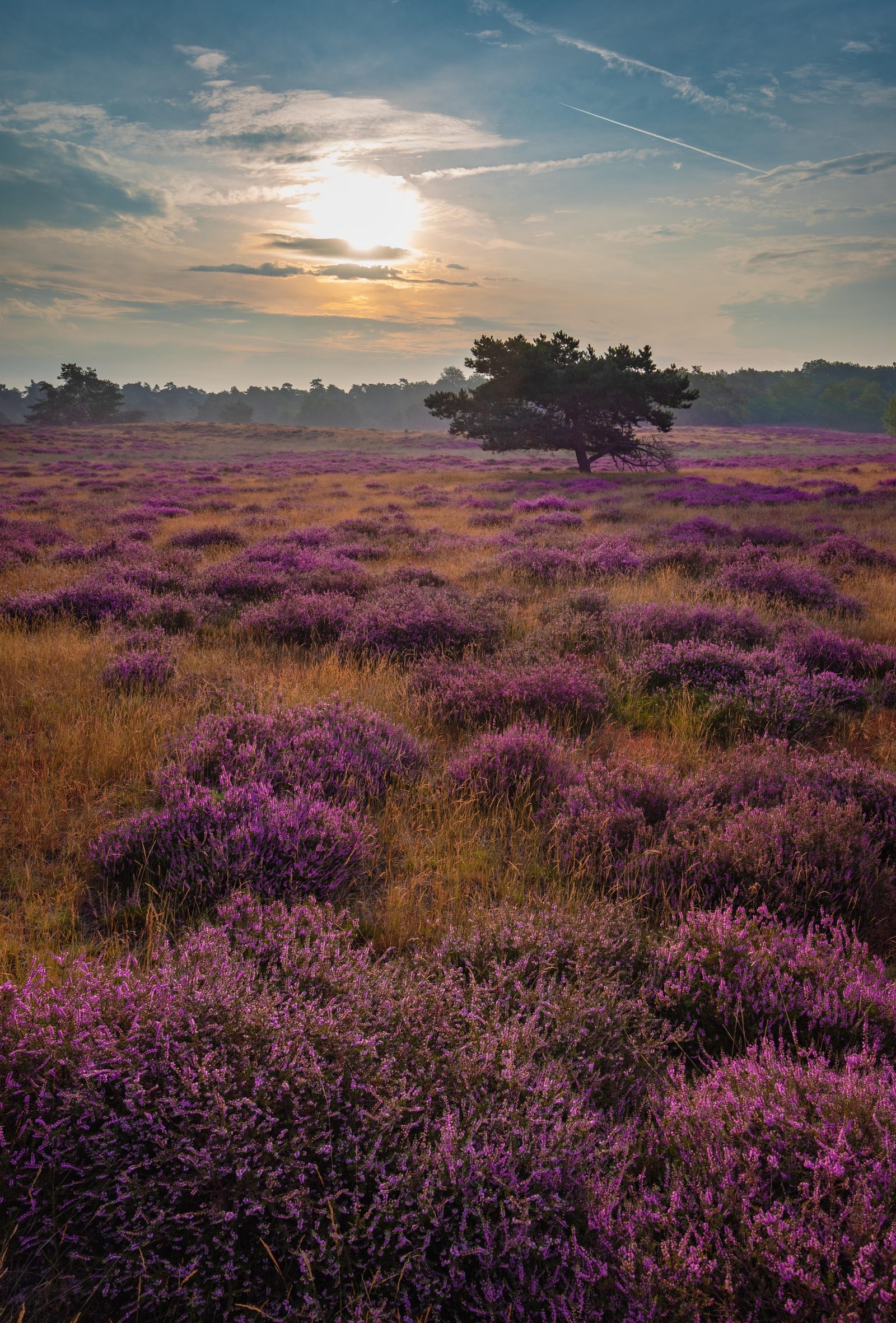 Balloërveld | Beautiful nature, walking and cycling routes