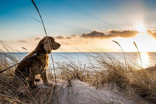 Holidays Banjaard beach Zeeland