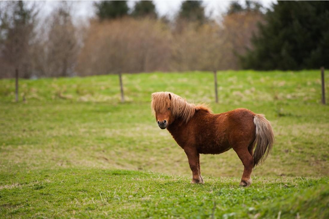 Hiking with ponies