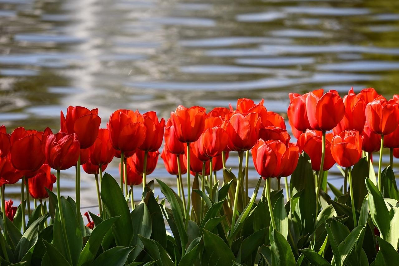 A day full of flowers at Keukenhof