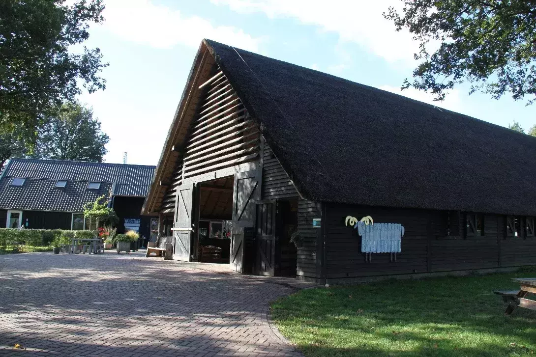 Sheepfold in Balloo | Largest herd in the Netherlands