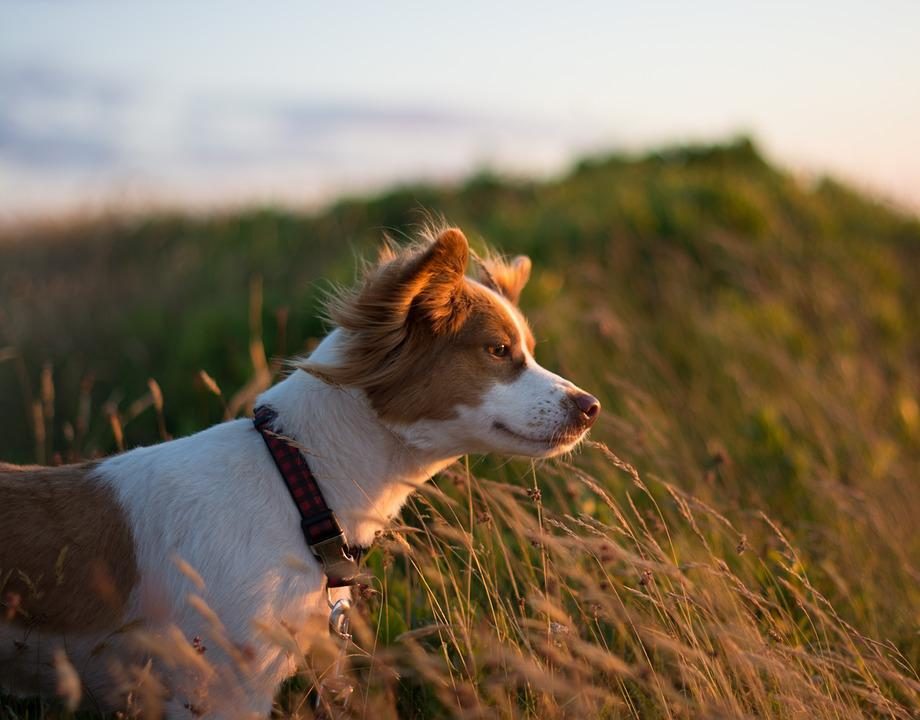 Vakantiehuis Noord-Holland aan zee met Hond
