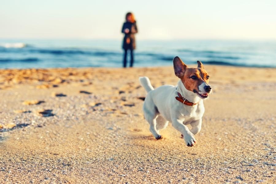 Going to the beach with the dog