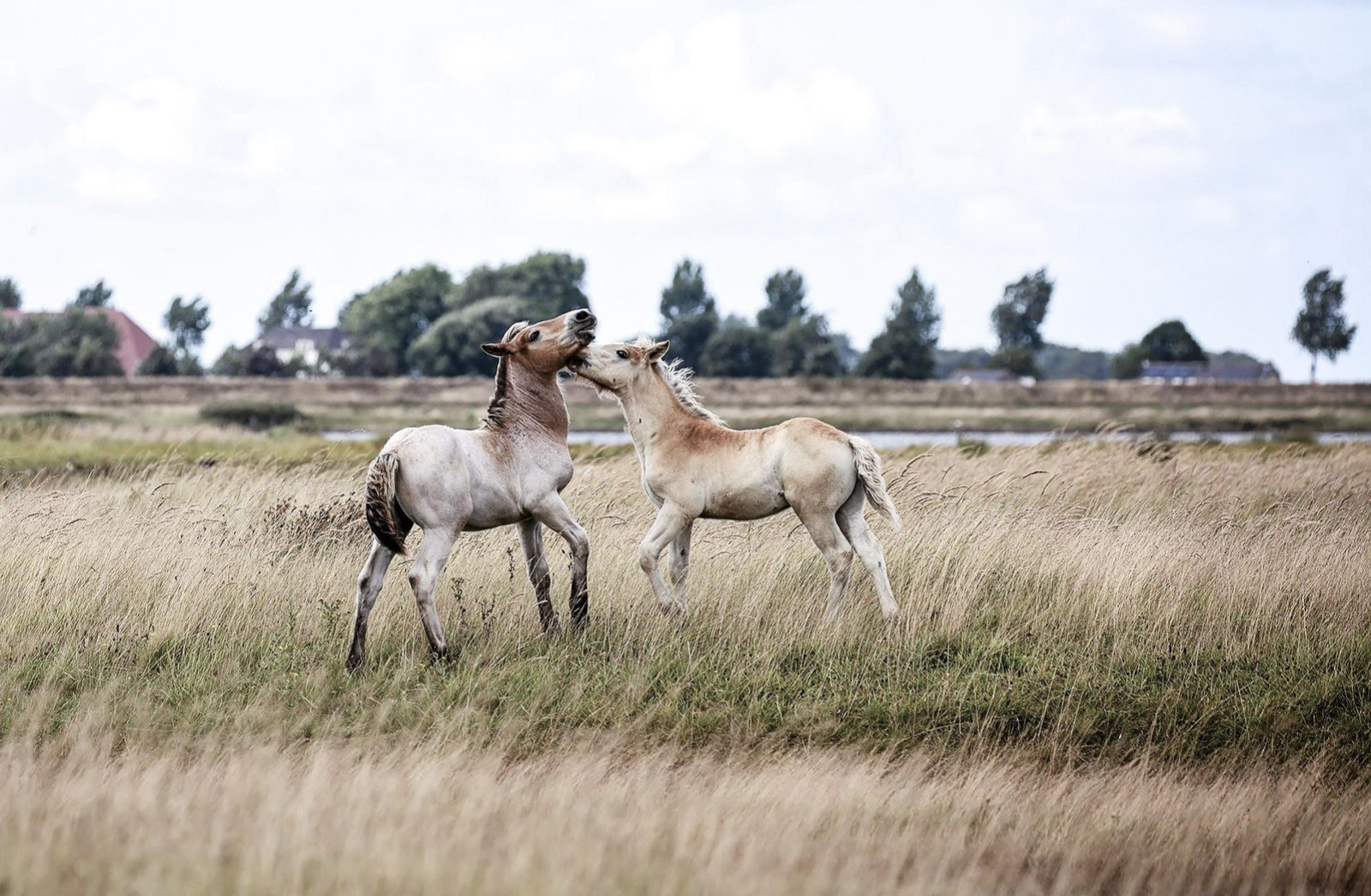 Natuurgebied Zeeland