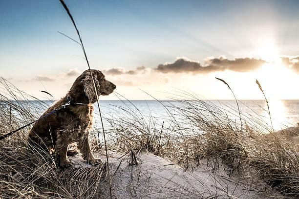 Holiday dog unwind beach Zeeland