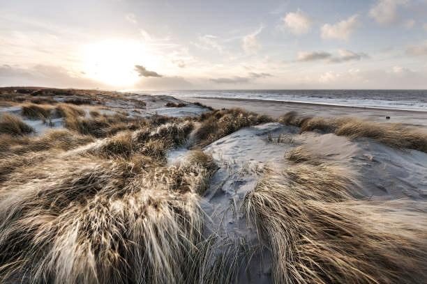 Dunes beach Zeeland