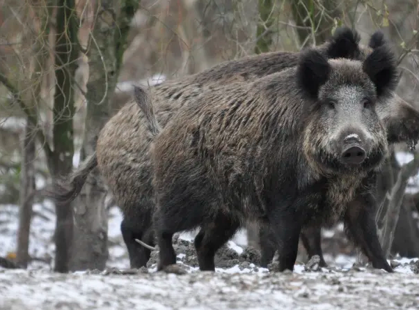 Wildsafari op de Veluwe bij Ermelo