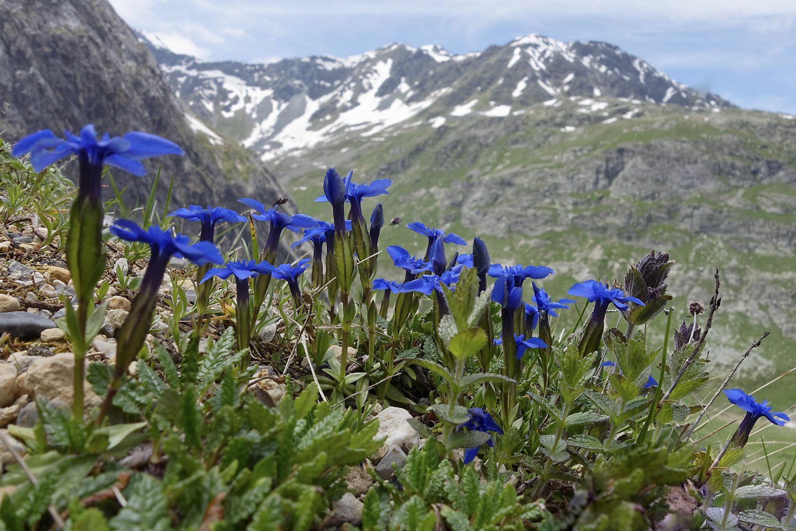 Parc National de la Vanoise