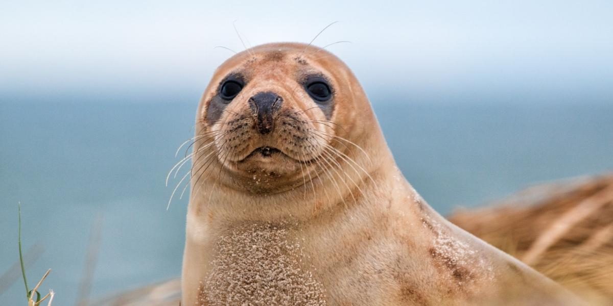 Een zeehond aan de Belgische kust