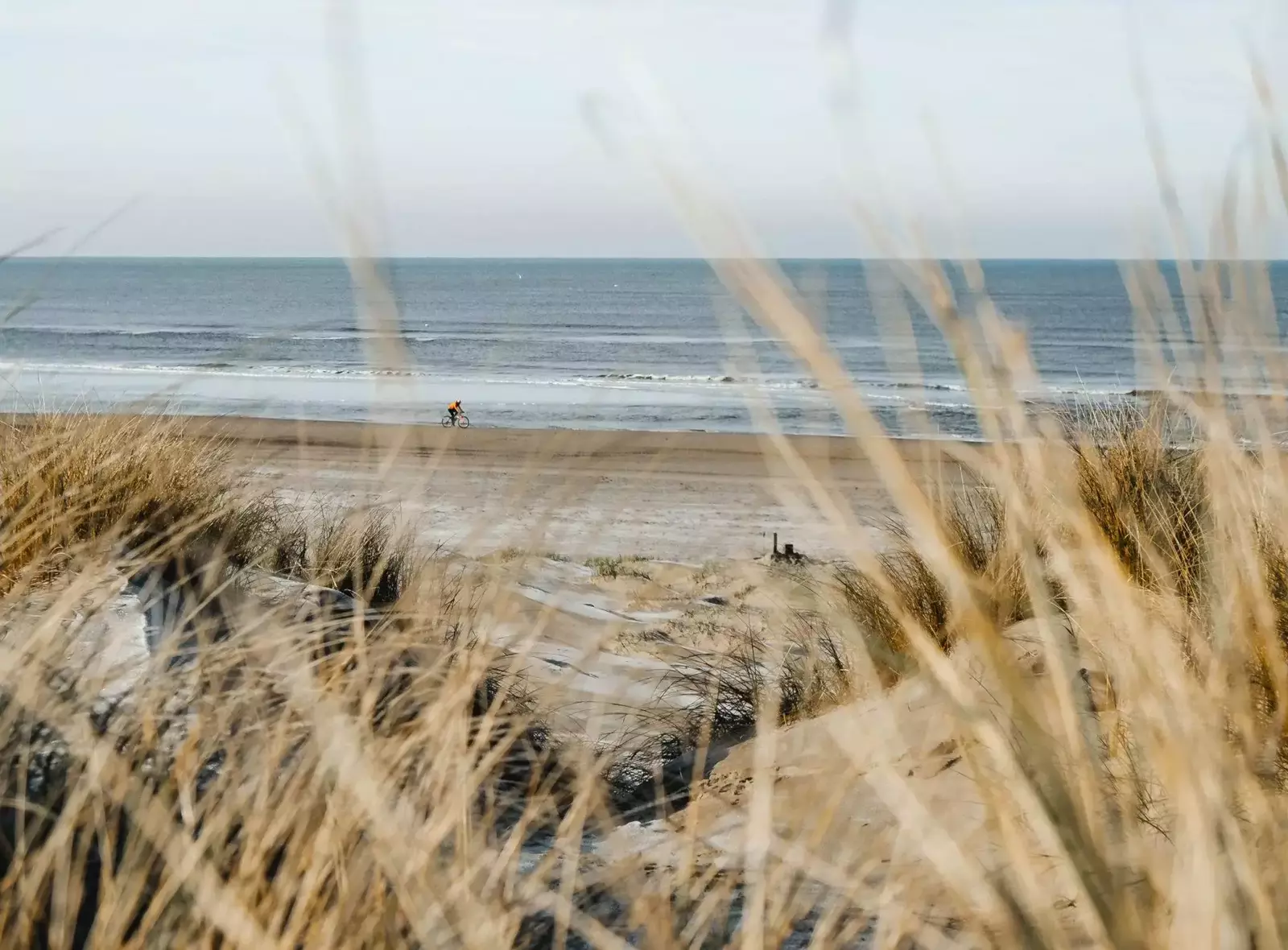 strand hond