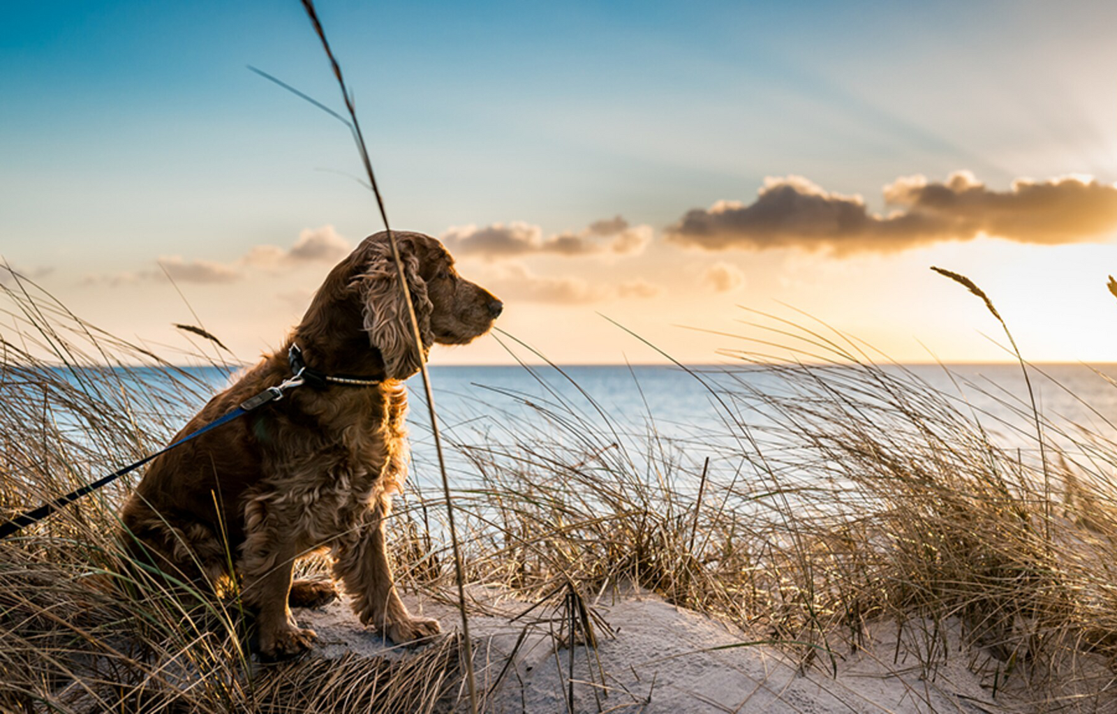 Walking with Your Dog on the Beach – Callantsoog and Beyond