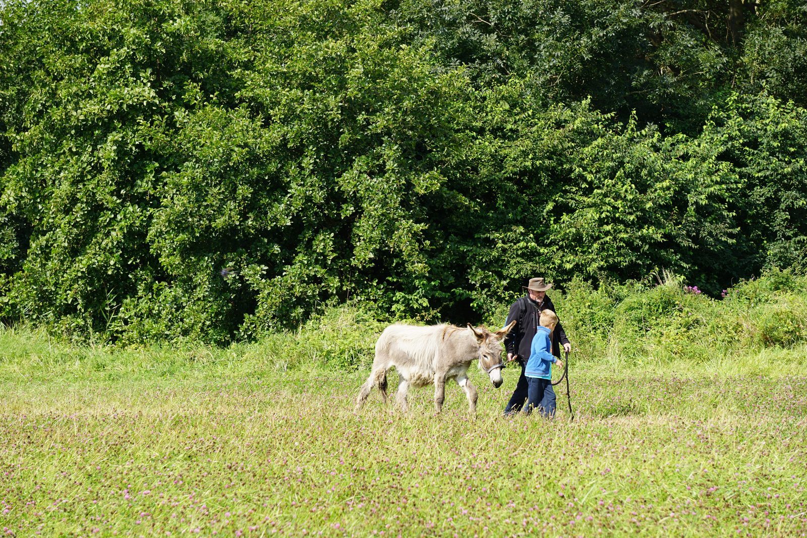 Walk with donkeys