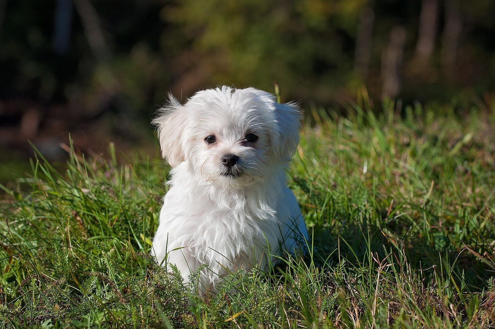 Holiday park with dog