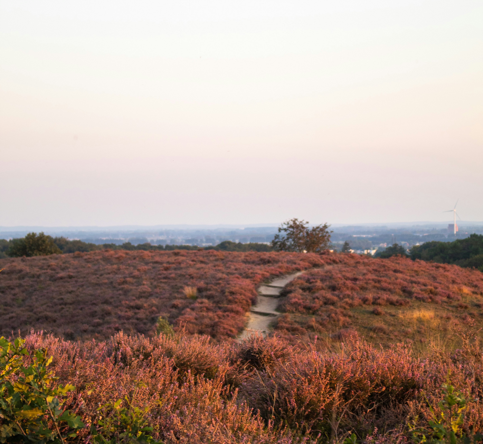 Veluwe