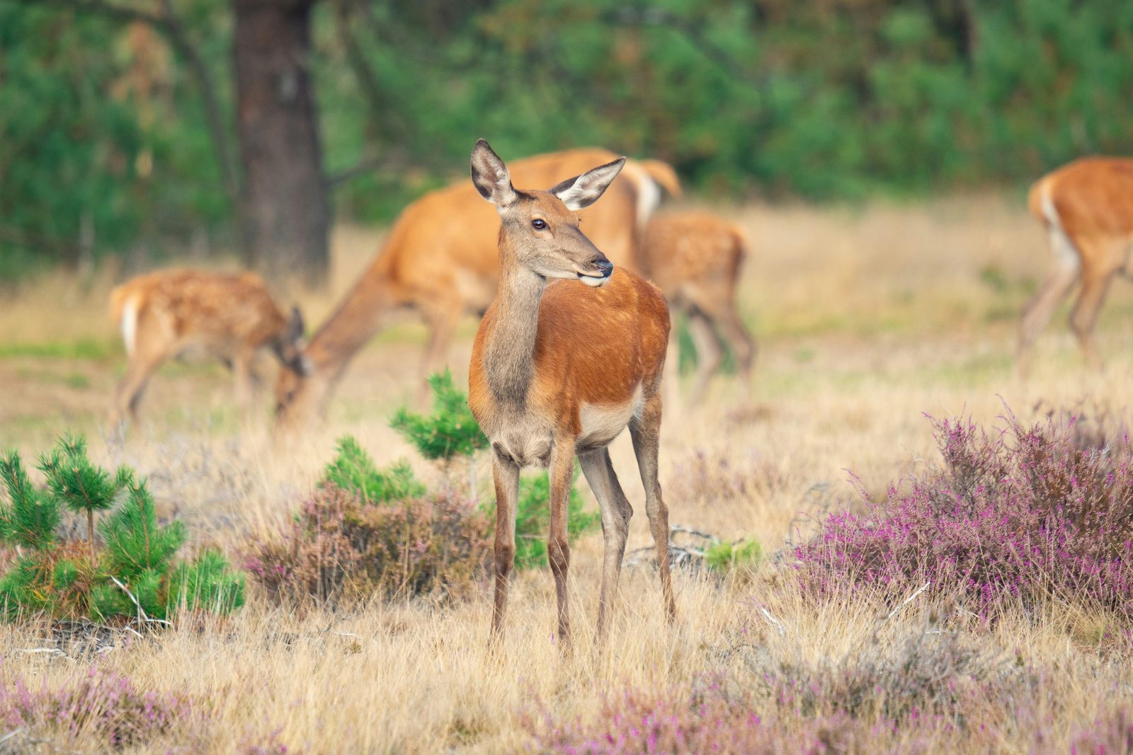 Veluwepark de Bosgraaf