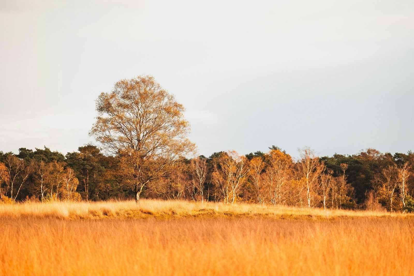 De Veluwe