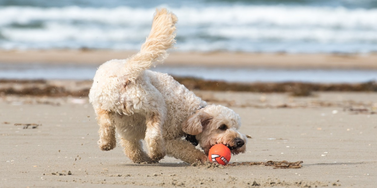 Hond Westende