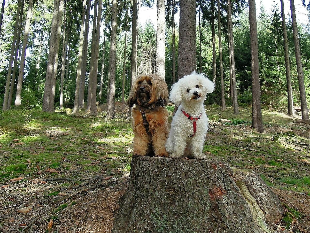 Holiday resort Brabant with dog