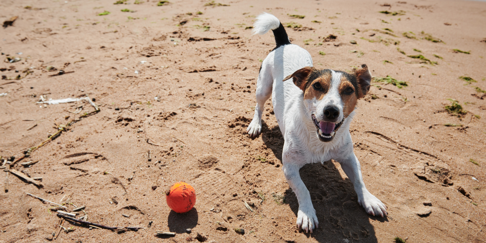 Beady stuff: 10 hundefreundliche Aktivitäten an der belgischen Küste